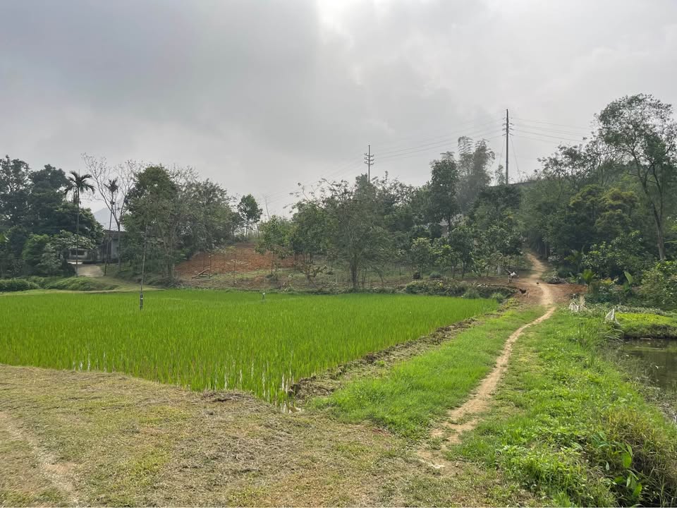 Đất nghỉ dưỡng Lương Sơn 3000m² - View đồng, oto vào đất, giá 2 tỷ