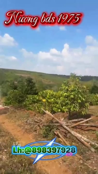 Bán trang trại Gia Lai 5.5ha giá 11 tỷ - Nghỉ dưỡng lý tưởng!