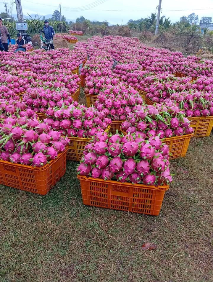 Bán Gấp Vườn Thanh Long 2ha - Hàm Liêm, Bình Thuận - Sổ Hồng Chính Chủ