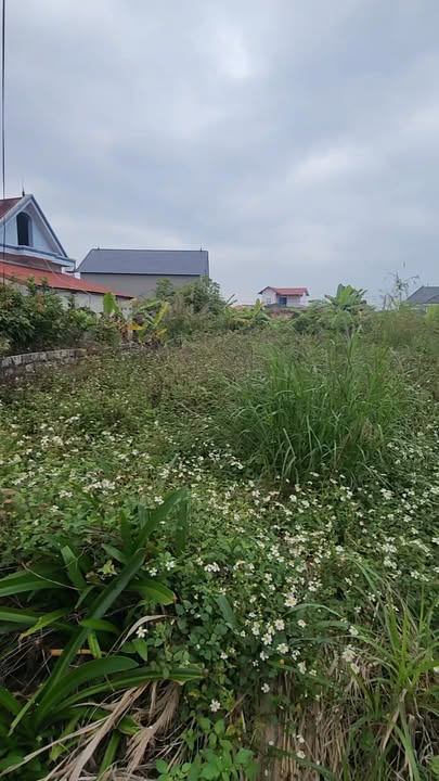 Đất nền Đông Hưng Lục Nam 165m² - Tiềm năng tăng giá vượt trội!