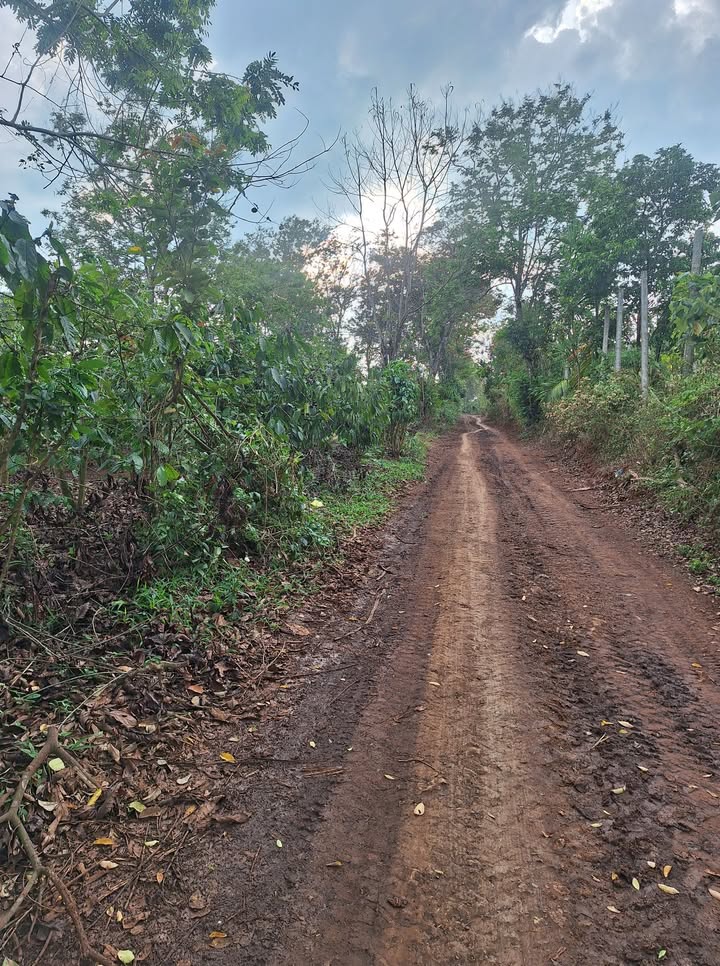 Đất nền Cư M'gar 3600m² - Sổ đỏ chính chủ, tiềm năng sinh lời!