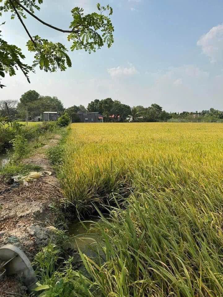 Bán Gấp Đất Vườn 4500m² Đường Kênh 8 Oanh, Châu Đốc - Giá Đầu Tư 2.7 Tỷ