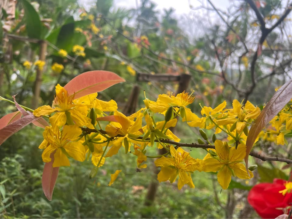 Đất nền Thành phố Thanh Hóa 60m² giá 2 tỷ - Tiềm năng tăng giá vượt trội!