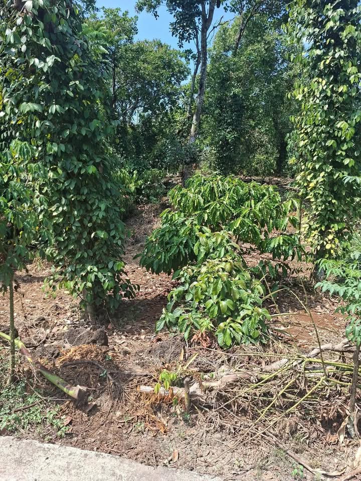 Bán Gấp Đất Vườn 1440m² Mặt Tiền Bê Tông Tân Phú - Giá Đầu Tư 1.6 Tỷ