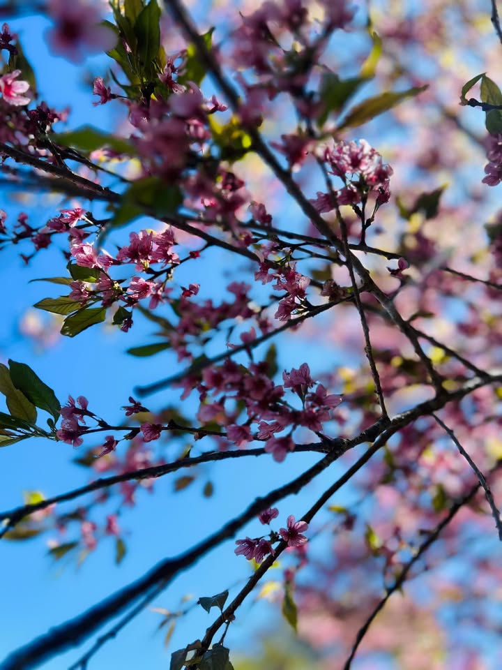 Bán Căn Hộ 2PN 80m² Quận 6 - Giá 10.5 Tỷ - Sổ Hồng Sẵn Sàng