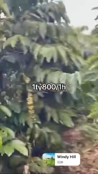 Lô Rẫy 1.85ha Cư Jút Đắk Nông 3.5 Tỷ - Sổ Hồng Rõ Ràng!