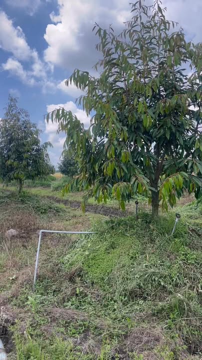 Đất vườn Cái Bè 18.800m² giá 10.34 tỷ - Đường to ô tô