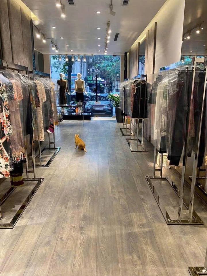 Cho thuê Tòa nhà Mặt phố VIP Lý Thường Kiệt, Hoàn Kiếm - 100m2, 6 tầng thang máy