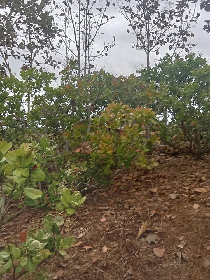 Đất vườn Ea Kiết Cư M'gar 6 sào giá rẻ - Đầu tư dài hạn tốt!