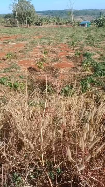 Đất Nền 1800m² Huyện Chư Sê - Sổ Làng, Giá 750 Triệu, Sẵn Sàng An Cư Lâu Dài