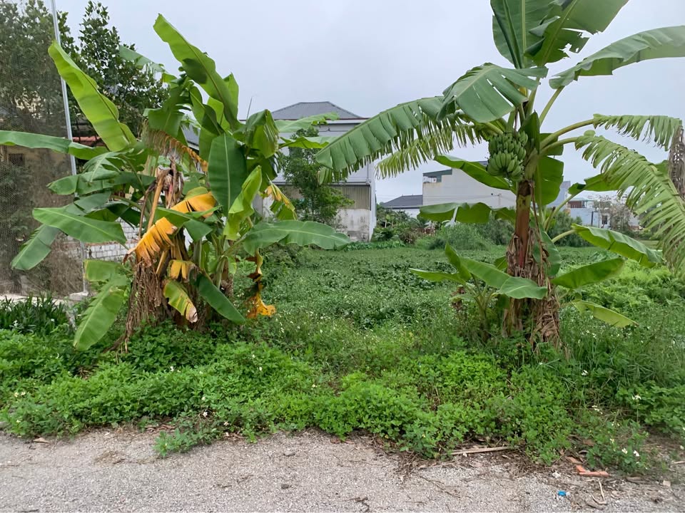 Đất Vàng MB 08 Tân Phong, Quảng Xương 100m² Hướng Tây - Giá Tốt Đầu Tư