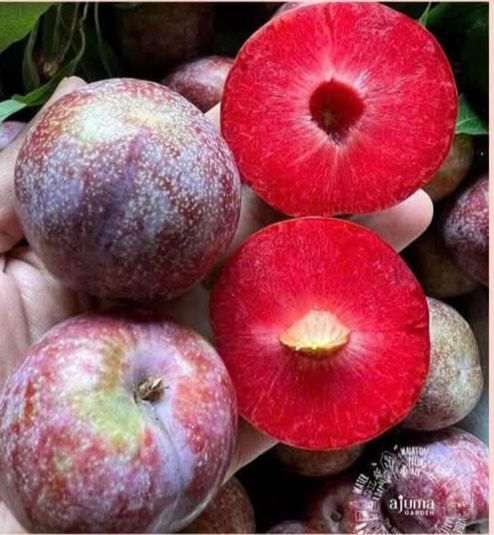 Đất nền Vườn Am 100m² Phan Rang - Xây dựng tự do!