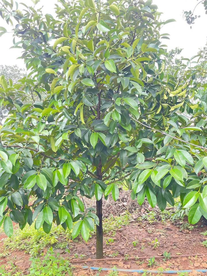 Đất Vườn Đăk Ngo, Tuy Phong 9.8ha - Đầu tư dài hạn, sinh lời bền vững!