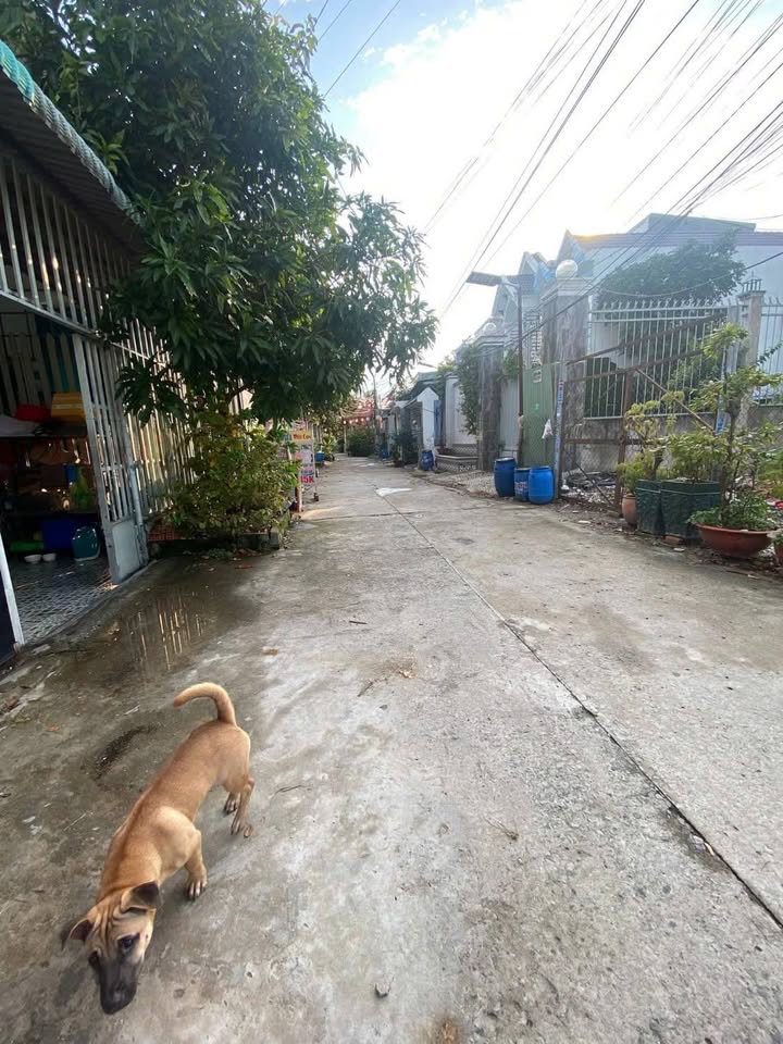 Đất nền 491m² Bình Nhâm, Thuận An - Mặt tiền 10m, Xe tải 24/7