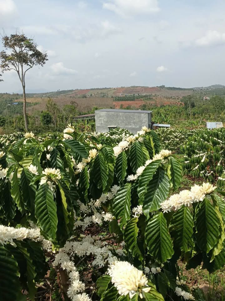 Đất Vườn Đắk Mil 1440m² - Sổ Hồng Riêng - Giá Đầu Tư 1.29 Tỷ