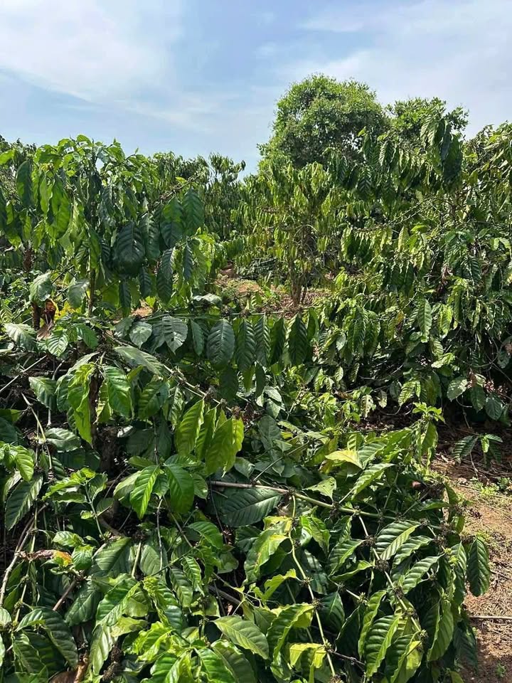 Đất nền Ea Kar 1.2ha, 400m² thổ cư - Đất thổ cư 100%