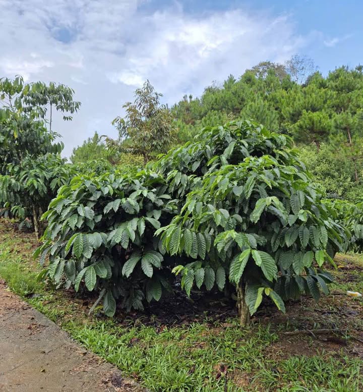 Đất nền Đại Lào Bảo Lộc 540m² chỉ 900 triệu - Sổ đỏ chính chủ