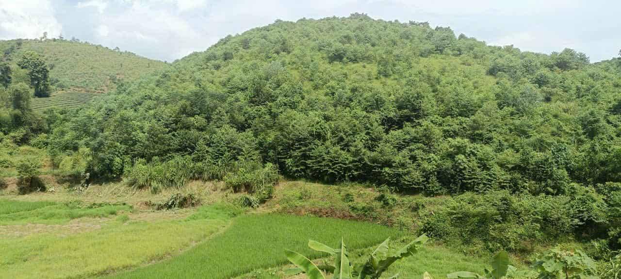 Bán 2ha Đất Vườn Long Cốc Phú Thọ Giá Rẻ - Nghỉ Dưỡng Lý Tưởng!