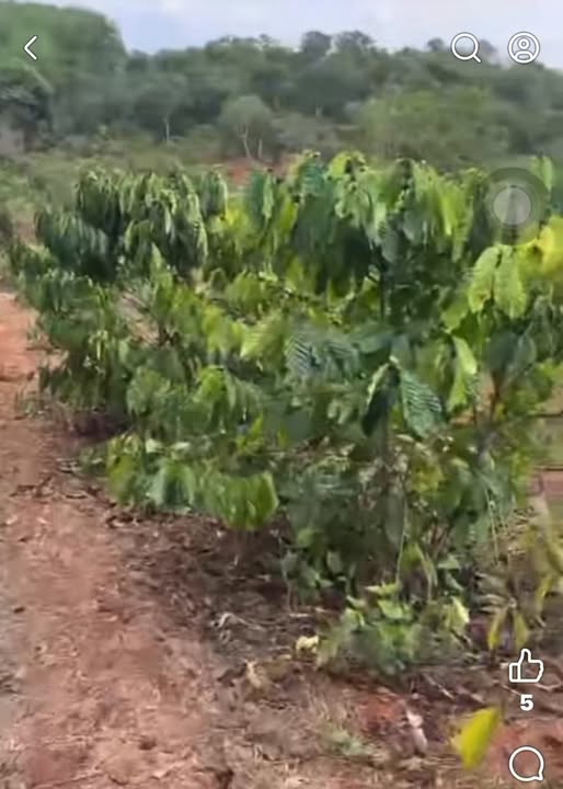 Đất nền Đắk Ru, Đắk R'Lấp 2520m² giá 1.5 tỷ - Sổ đỏ chính chủ!