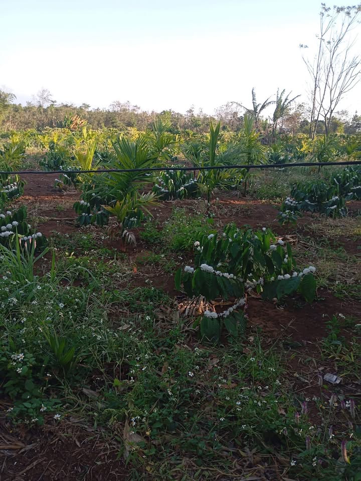 Đất vườn Ea Tiêu Cư Kuin 1.35 tỷ - View hồ mê hoặc, Sổ đỏ chính chủ