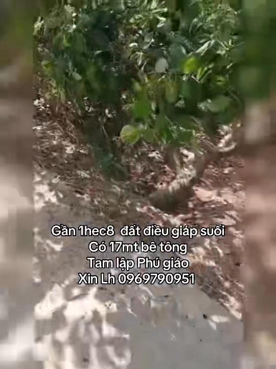 Đất Vườn Tam Lập, Phú Giáo 1.8ha giá 6.7 tỷ - Tiềm năng đầu tư dài hạn!