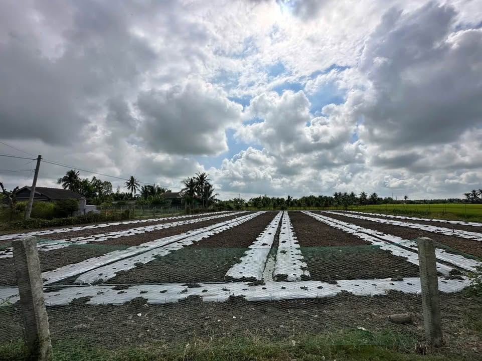 Đất nền Gò Công Tây 2259m² giá 2.71 tỷ - Tiềm năng tăng giá vượt trội!