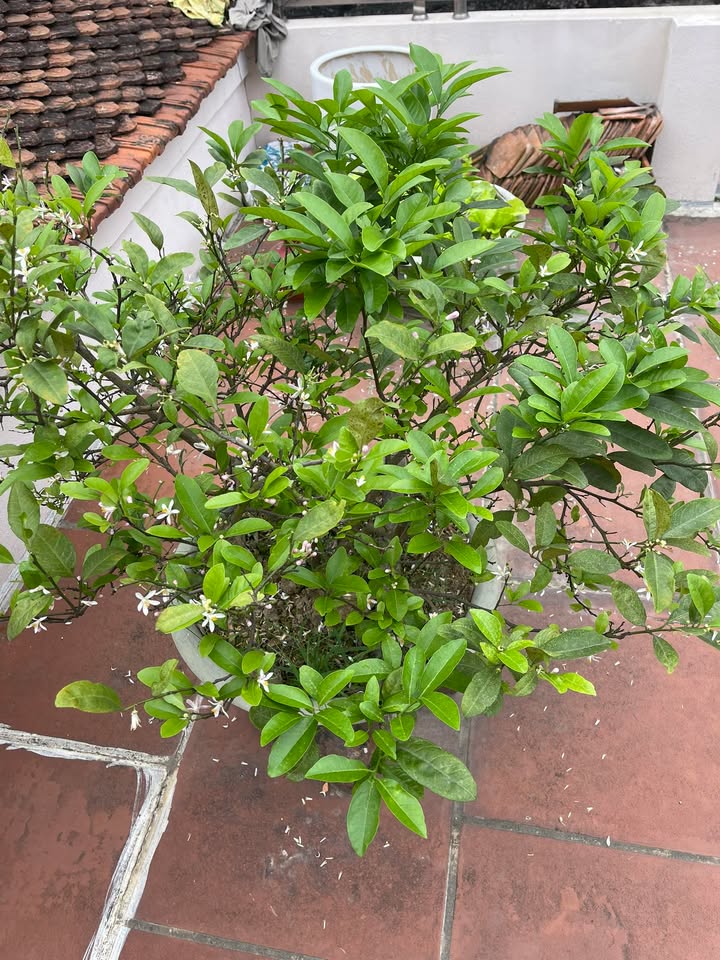 Đất nền Kim Động Hưng Yên 80m² - Sổ đỏ vuông vắn, ô tô vào đất, giá 1.7 tỷ