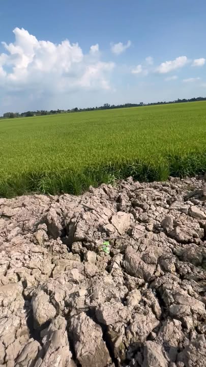 Đất lúa Long Xuyên 918m² giá 270 triệu - Tiềm năng tăng giá!