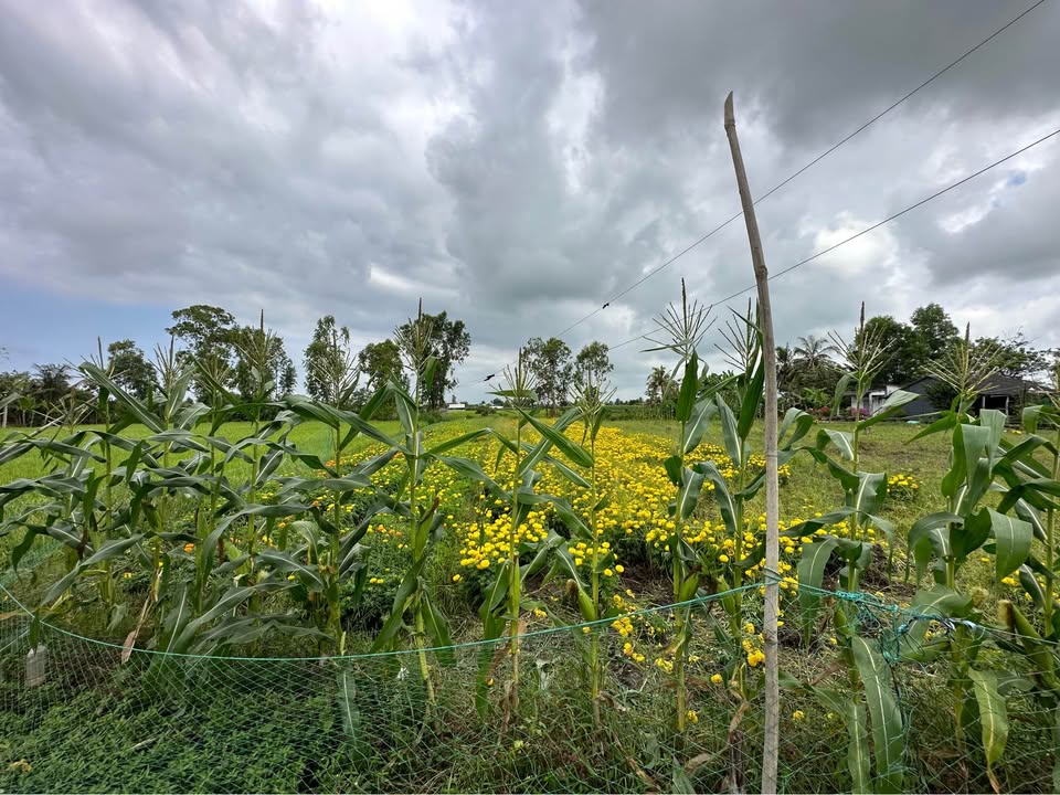 Đất nền Gò Công Tây 138m² - Sổ đỏ chính chủ, giá tốt!