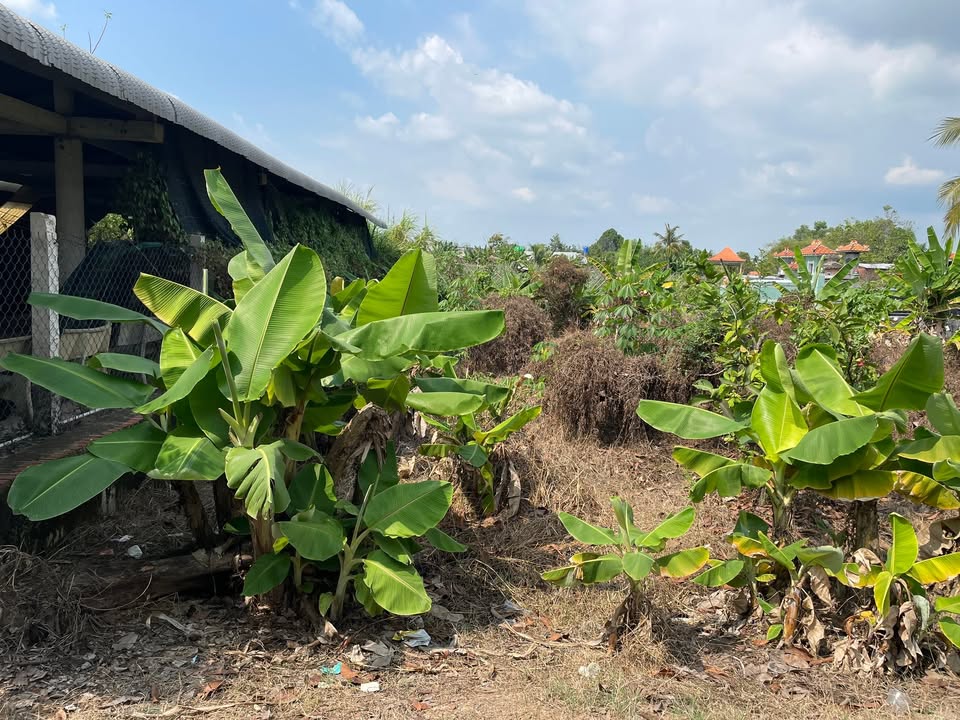 Đất nền Hậu Nghĩa 250m² 2.6 tỷ - Đất thổ cư 100%!