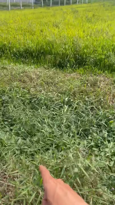 Đất nền Thị trấn Đức Hòa Long An 300m² - Sổ đỏ chính chủ