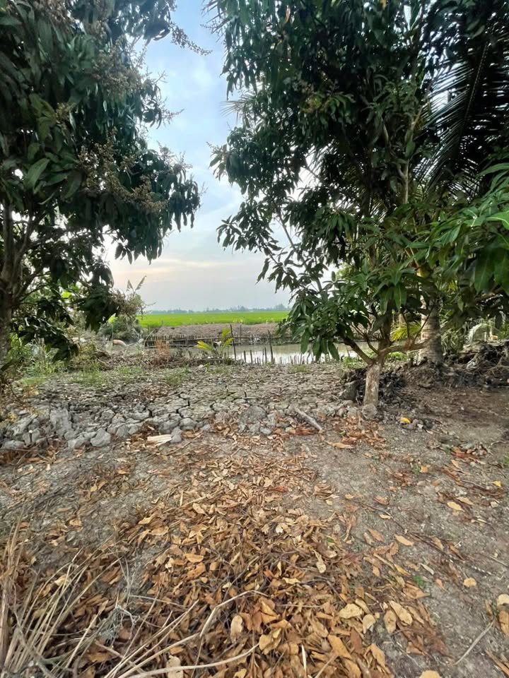 Đất Nền Đông Thuận 4000m² Giá từ 4xx triệu/1000m² - Tiềm năng tăng giá!