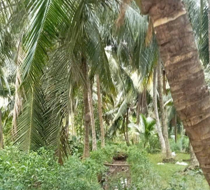 Đất vườn Tân Phú Tây Mỏ Cày Bắc 4.110m² 3,699 tỷ - Sinh thái xanh