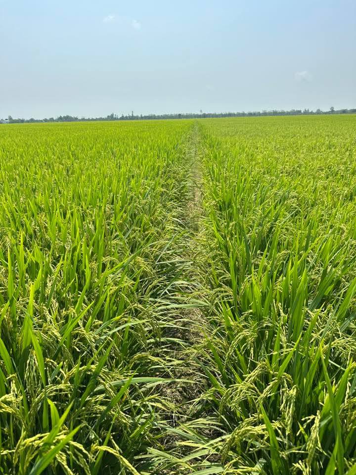 Bán 7400m² Đất Vườn An Giang - Mặt Tiền Kênh, Sổ Hồng Sẵn Sàng