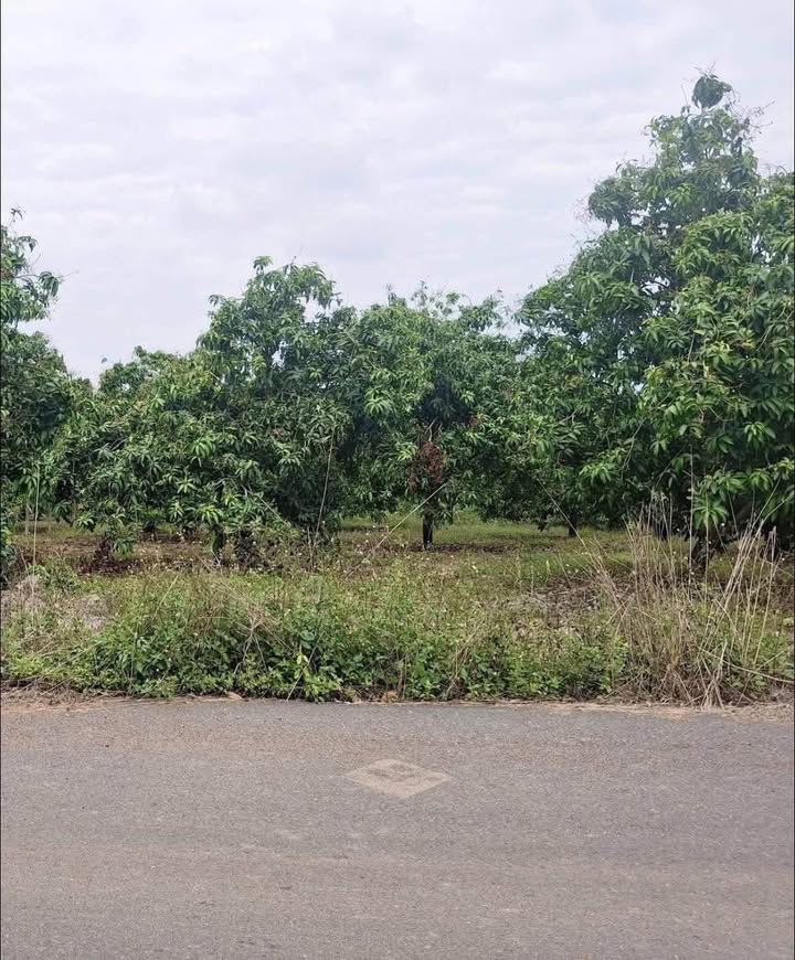 Bán Đất Vườn Định Quán 2085m² Giá 1.7 Tỷ - Nghỉ Dưỡng Lý Tưởng