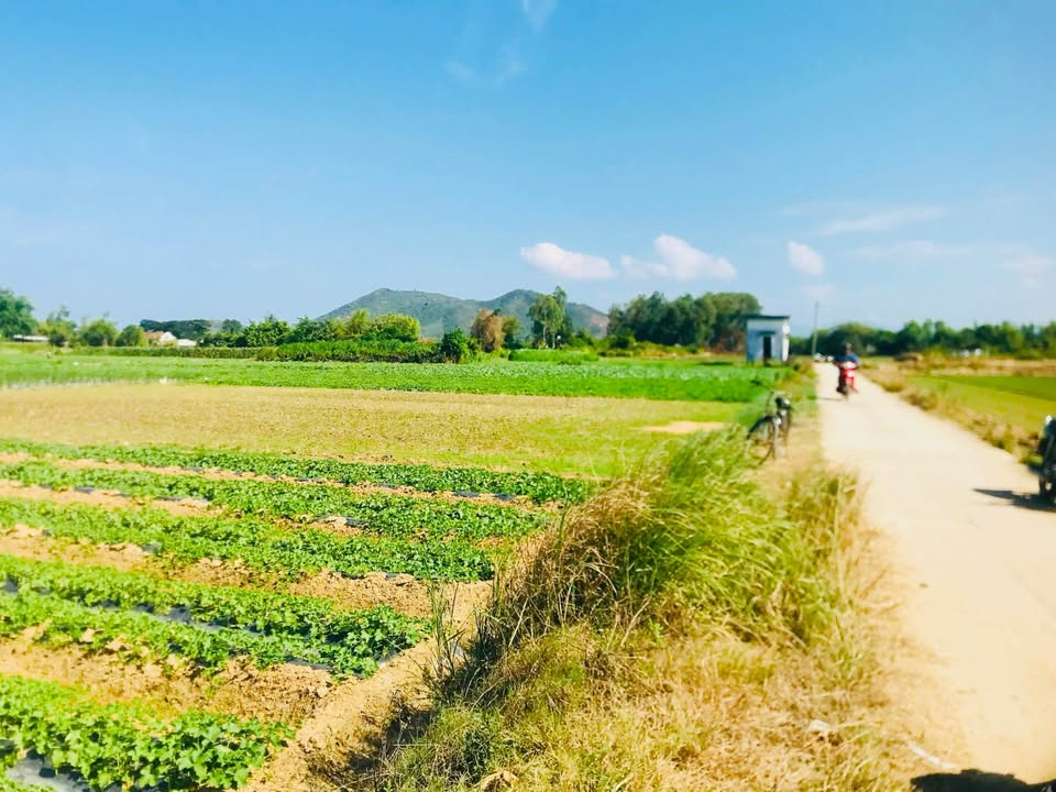 Đất vườn Tuân Lễ, Tuy Phước 350m² chỉ từ 100 triệu - Giá đầu tư tốt!