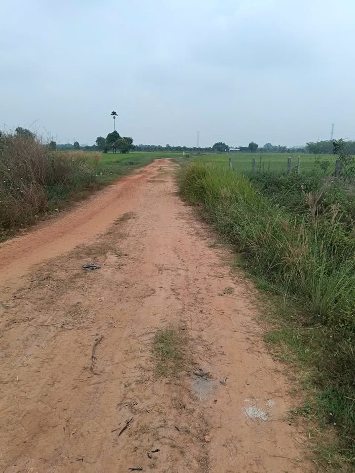 Bán Gấp Đất Vườn Sầu Riêng 4500m² Xã Bàu Đồn, Gò Dầu, Tây Ninh - Giá 1.7 Tỷ