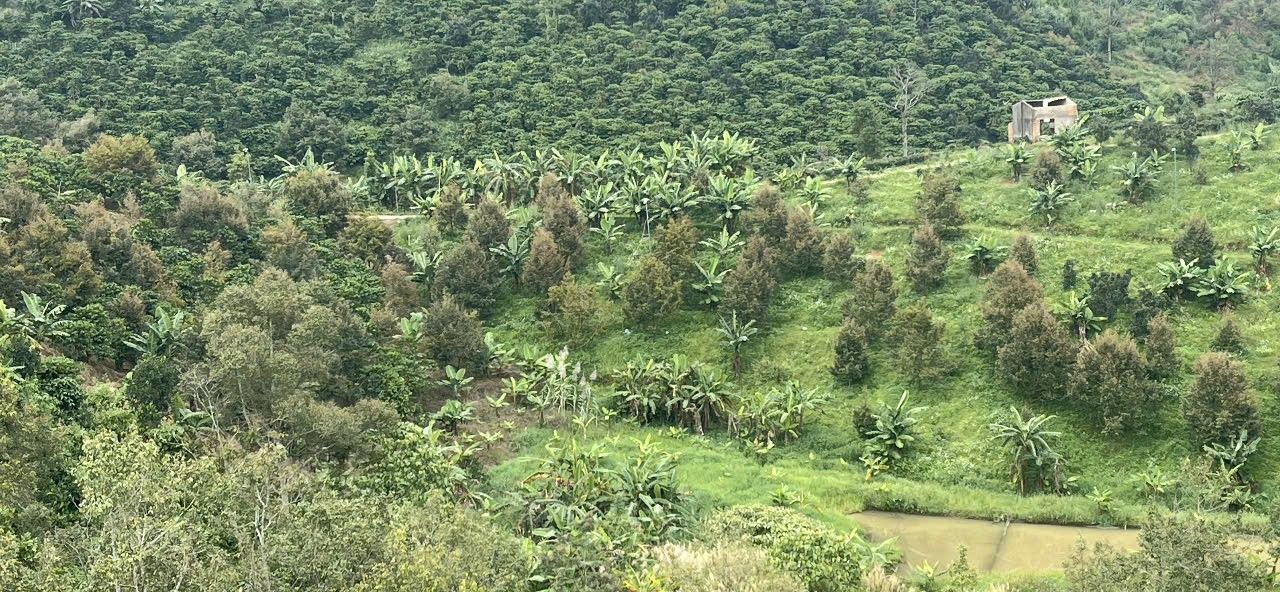 Đất Vườn Lâm Đồng 2052m² Giá 2.15 Tỷ - Sẵn Sổ Hồng Thổ Cư