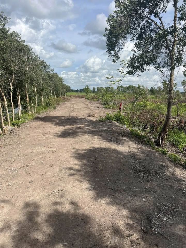 Bán Đất Vườn 3300m² Tân Thạnh Tây, Củ Chi - Giá Đầu Tư 2.97 Tỷ