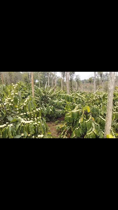 Đất vườn Đắk N'Dung 1.04ha giá 3.4 tỷ - Sổ hồng trao tay!