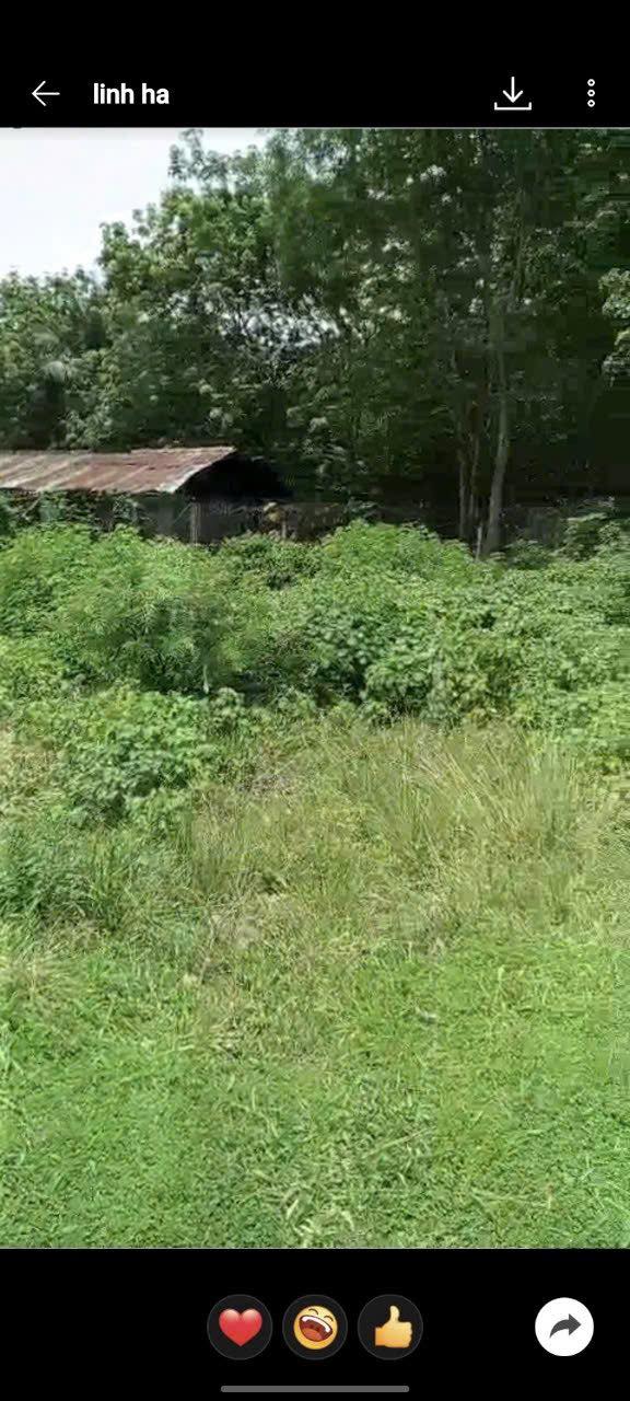 Đất Mặt Tiền Trung Lập Củ Chi 240m² - Kinh Doanh Đa Ngành, Giá 1.98 Tỷ