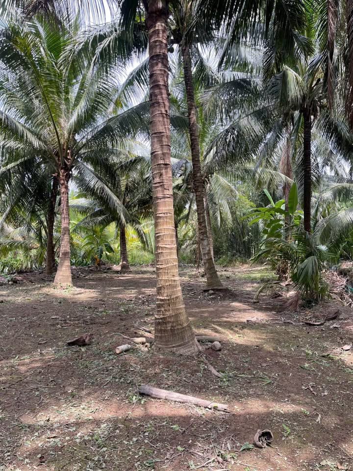 Đất vườn Đa Phước Hội, Mỏ Cày Nam 2850m² - Sinh thái xanh