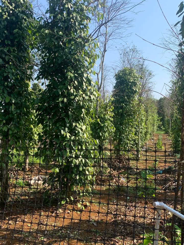 Đất Nông nghiệp Cửa Tùng 720m² - Giá đầu tư tốt chỉ 100 triệu!