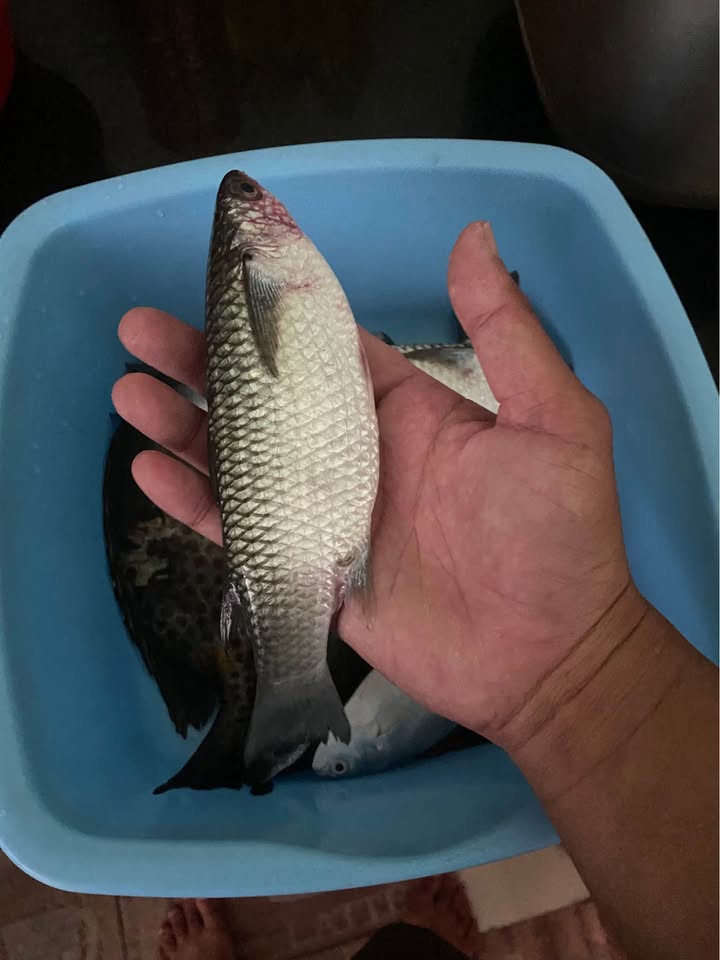 Nhà Mặt Tiền Lê Hồng Phong Quy Nhơn 350m² - Kinh Doanh Đắc Địa!