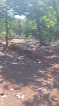 Đất vườn Phú Riềng 6ha giá 69 tỷ - Tiềm năng tăng giá vượt trội!