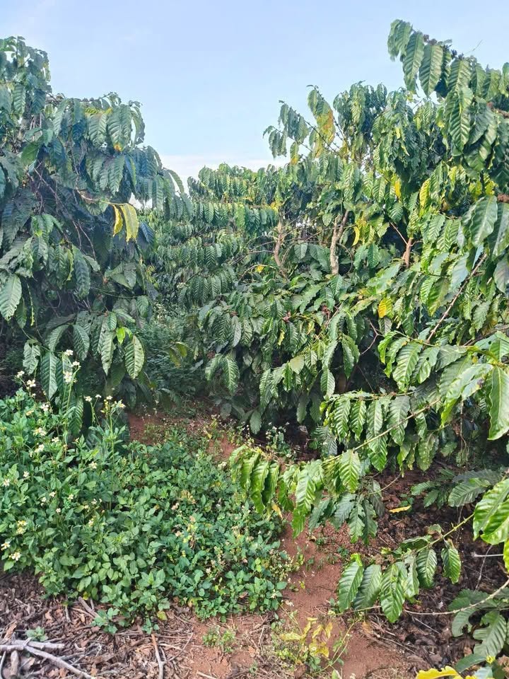 Đất Vườn Xã Tân Thanh 2160m² giá 2.6 tỷ - Sinh thái xanh, đầu tư lý tưởng!