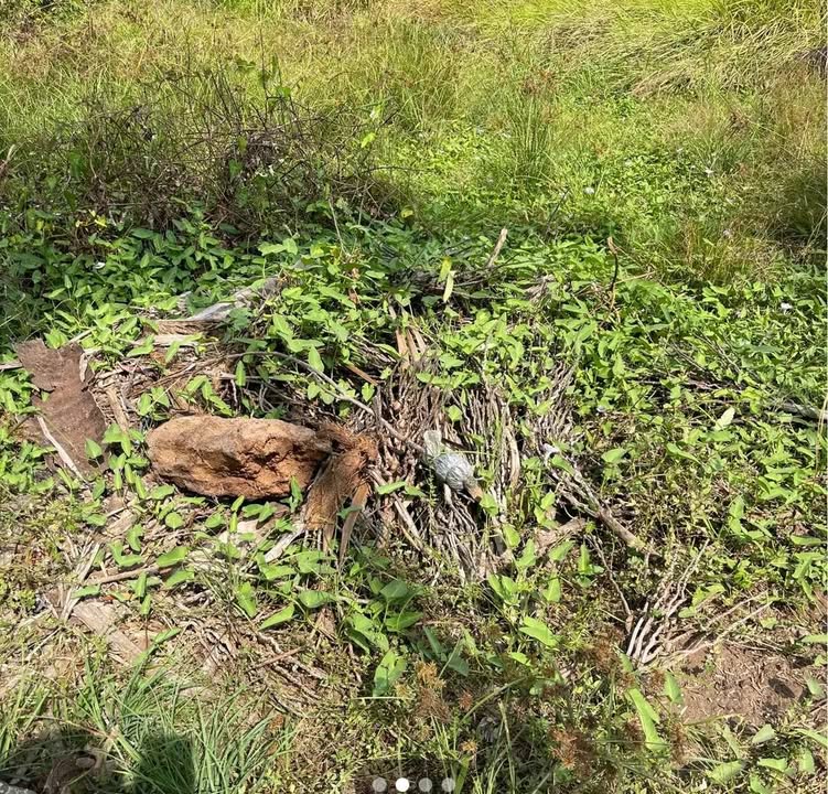 Đất Nền 1000m² Sổ Sẵn Giá Tốt Tại Long Hòa, Bình Đại - Cơ Hội Đầu Tư Sinh Lời