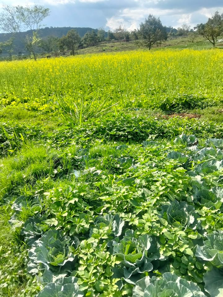 Đất nền 4.6ha Tân Lâm, Di Linh giá 34.5 tỷ - Sổ đỏ chính chủ