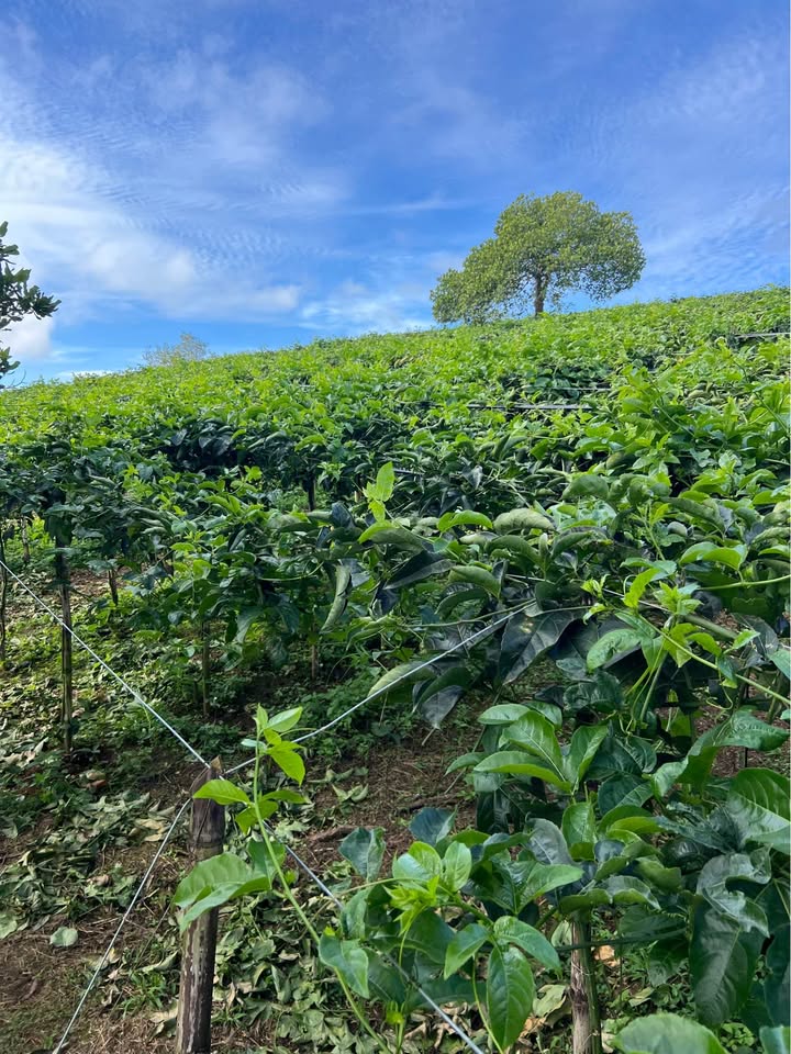 Đất Vườn Đạ Huoai, Lâm Đồng 2160m² - Nghỉ dưỡng lý tưởng!