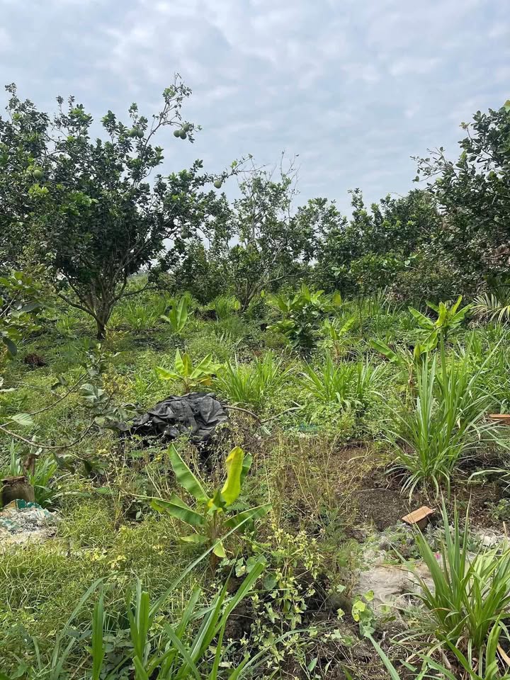 Đất Nền Xã Phú Lợi, Định Quán 9000m² - Sẵn sàng hoạt động!